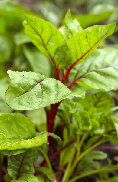 taze yeşil pazıAcelga verde fresco