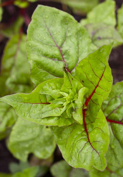 Verse groene chard — Stockfoto