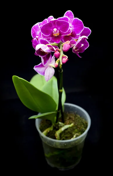 Rózsaszín orchidea a pot — Stock Fotó