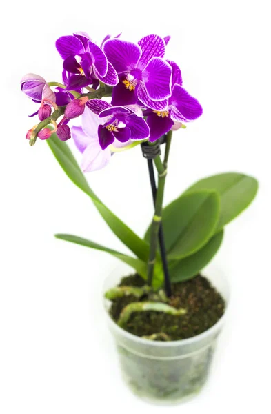 Orquídea rosa no pote isolada — Fotografia de Stock