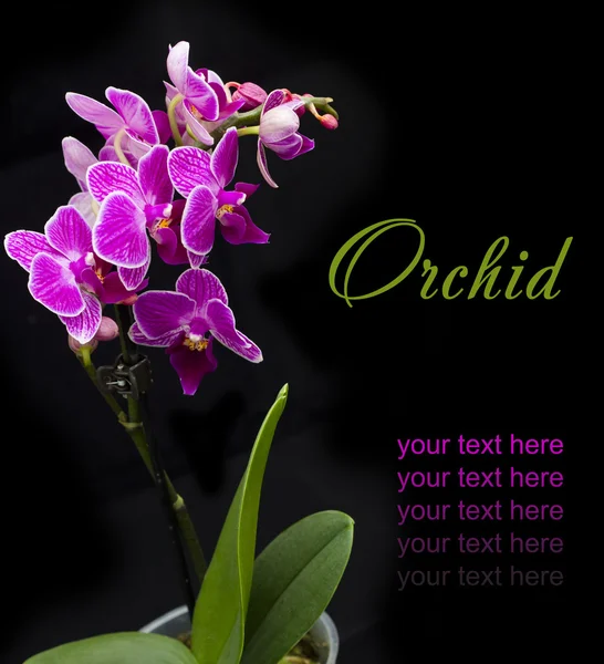 Orchidea rosa nella pentola — Foto Stock