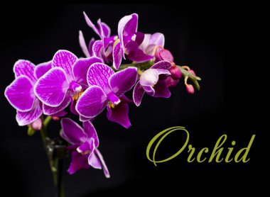 pembe orkide