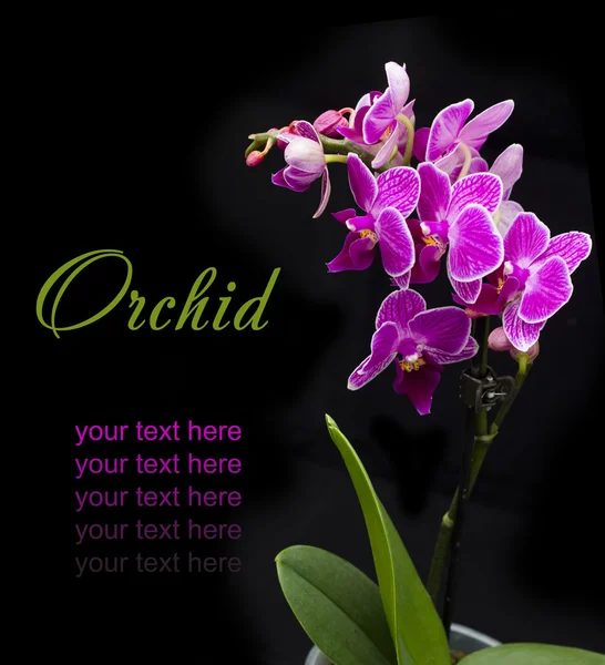 Růžová orchidej v hrnci — Stock fotografie