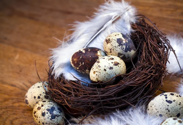 Easter feather eggs — Stock Photo, Image