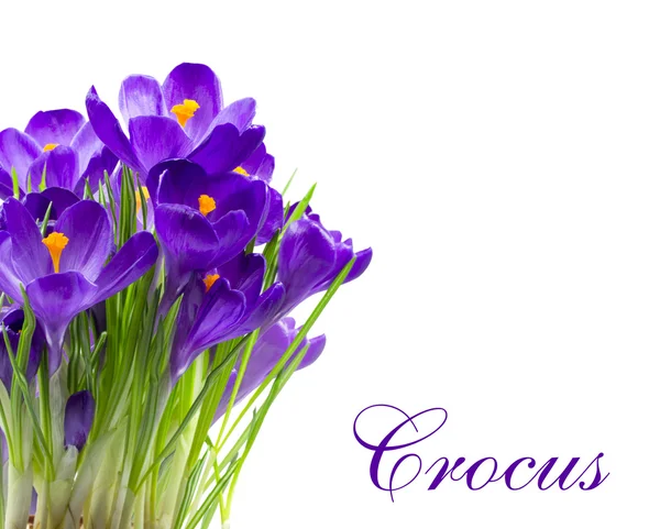 Inizio fiore primaverile Crocus isolato — Foto Stock