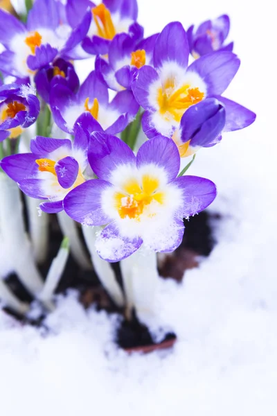 Purple Crocus in snow — Stock Photo, Image