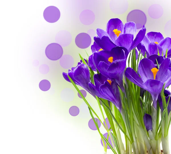 Kora tavaszi virág Crocus elszigetelt Jogdíjmentes Stock Képek