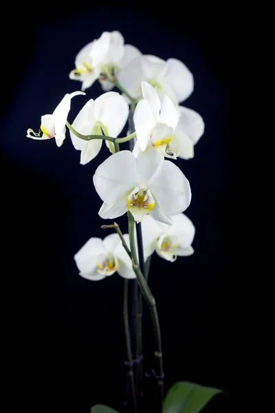 White orchid — Stock Photo, Image
