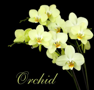 Grup sarı orkide