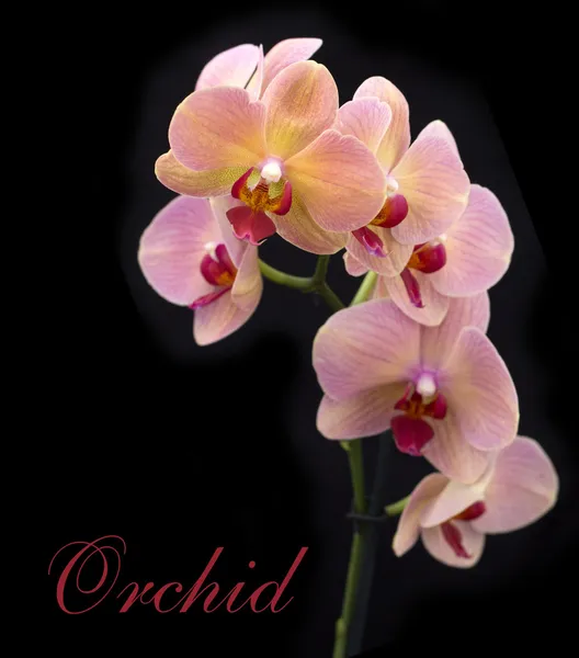 Ziegelrote Orchidee im Topf — Stockfoto