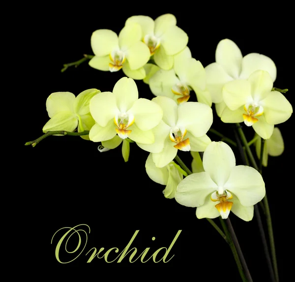 Група жовтих орхідей — стокове фото
