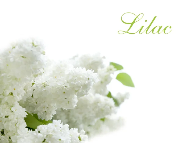 Lilac white flowers — Stock Photo, Image