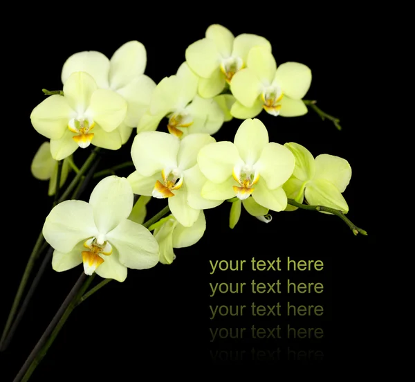 Sárga orchideák csoportja — Stock Fotó