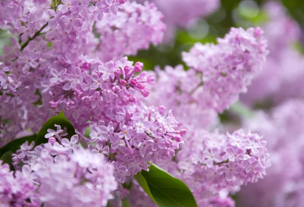 Lilac purple flowers — Stock Photo, Image