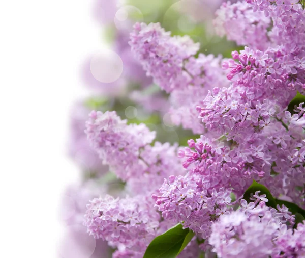 Lila paarse bloemen — Stockfoto