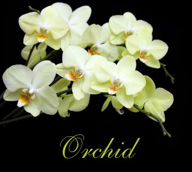 Sarı orkide