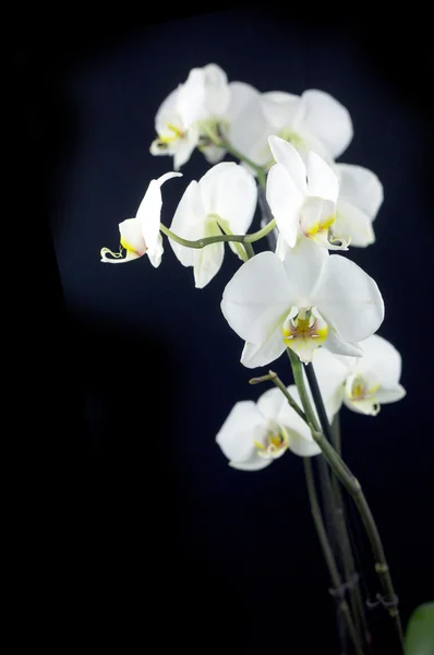 Weiße Orchidee — Stockfoto