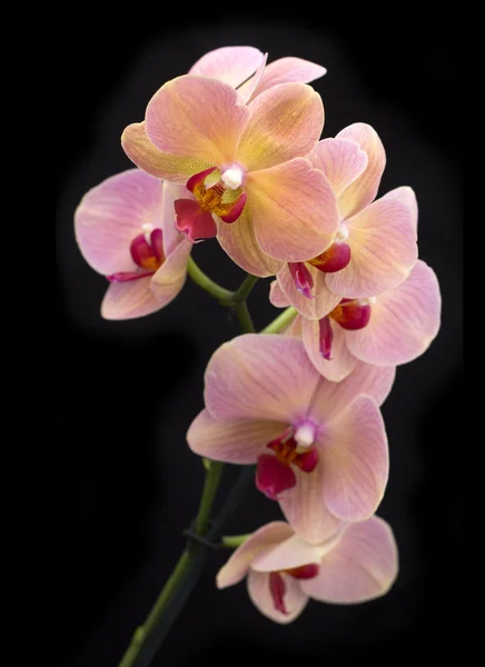 Ziegelrote Orchidee im Topf — Stockfoto