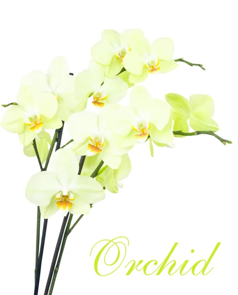 Yellow orchids isolated — Stock Photo, Image