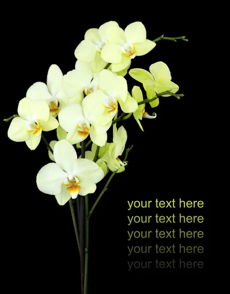 Gruppe gelber Orchideen — Stockfoto