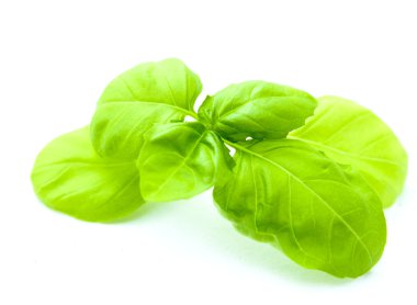 yaprak fesleğen izole