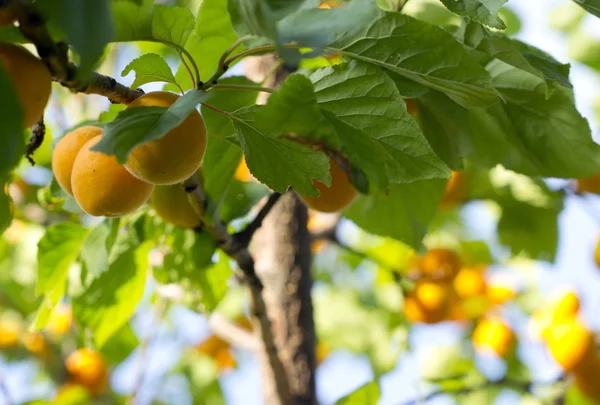 Apricot tree branch. — Stock Photo, Image