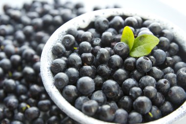 yaprakları taze yaban mersini