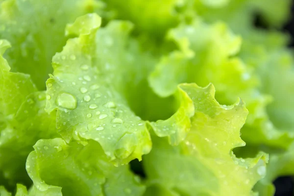 Verse groene bladeren van sla — Stockfoto