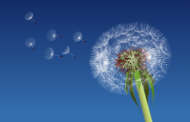 Dandelion seeds blown in the blue sky. clipart