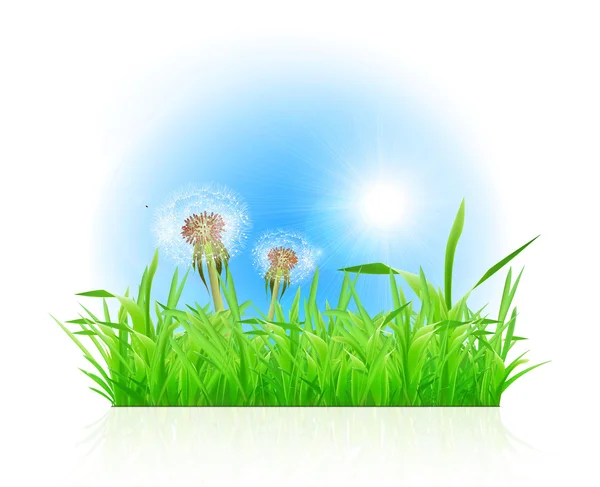 Green grass ith dandelion on white background — Stock Photo, Image