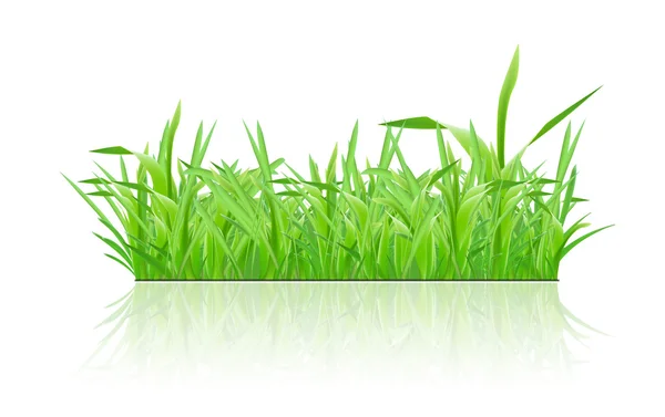 Hierba verde con sombra sobre fondo blanco — Foto de Stock