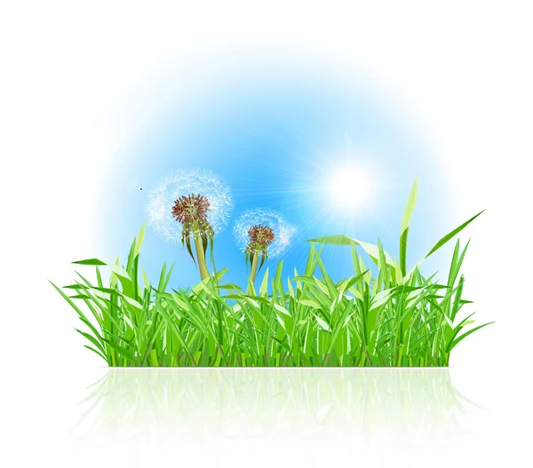 緑の草の ith の白い背景の上にタンポポ — ストックベクタ