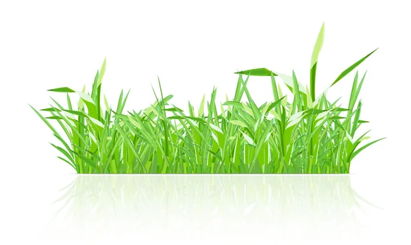 Groen gras — Stockvector