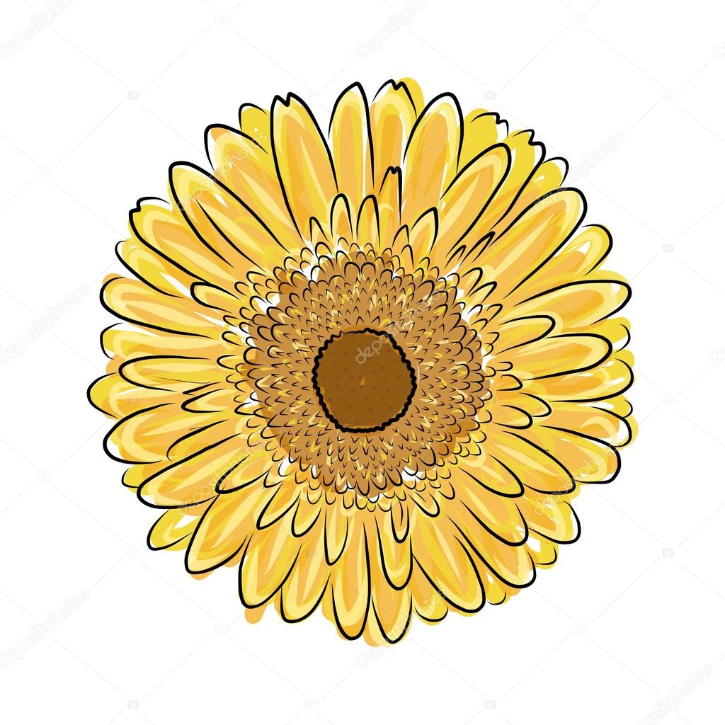Sunflower sketch for your design