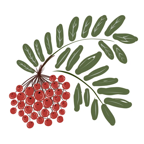 Branche Rowan avec des baies pour votre design — Image vectorielle