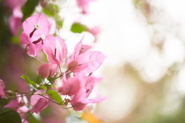 Tasarımınız için pembe çiçek arkaplanı