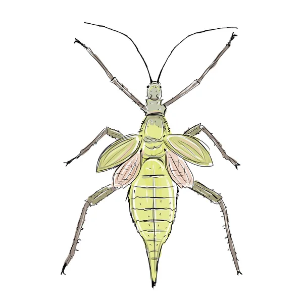 Heteropteryx insecto, boceto para su diseño — Vector de stock