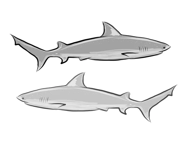 Schizzo dello squalo per il tuo disegno — Vettoriale Stock