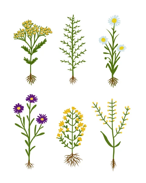 Flores de herbario con raíces, boceto para su diseño — Archivo Imágenes Vectoriales