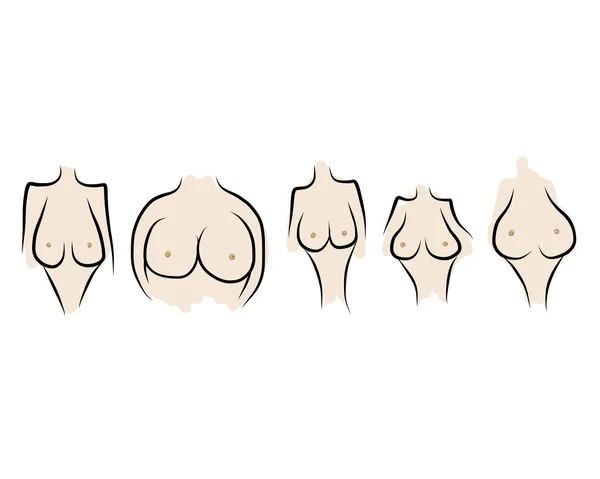 您设计的的女性乳房素描 — 图库矢量图片