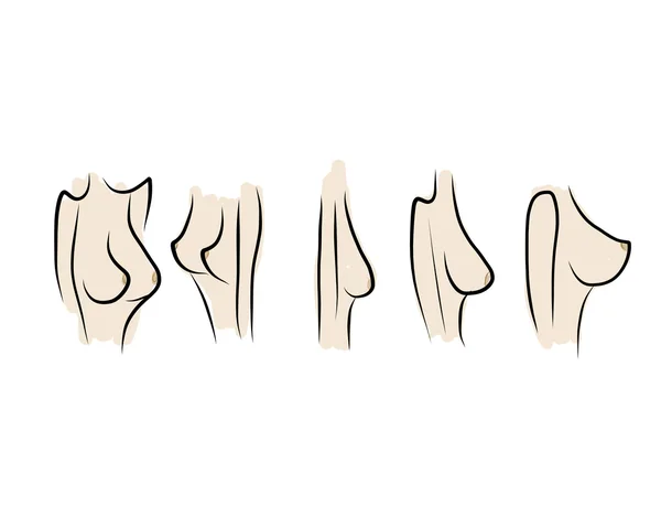 Kvinnobröst skiss för din design — Stock vektor