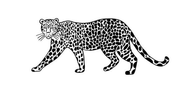 Big Wild Cat Art. Spotted färg för din design — Stock vektor