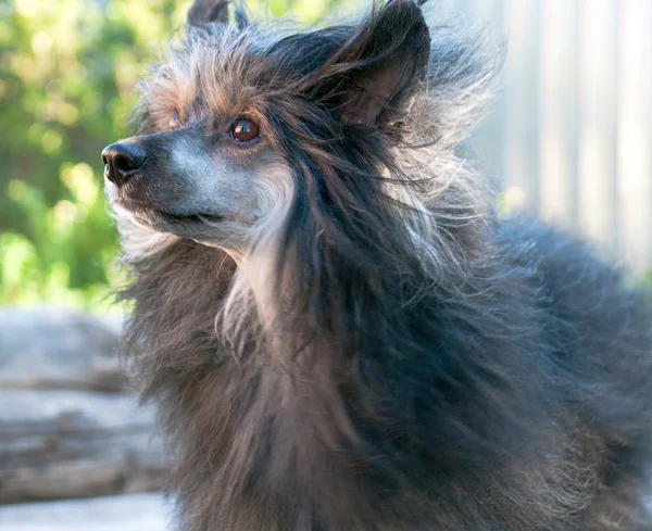 Cane Crested cinese — Foto Stock