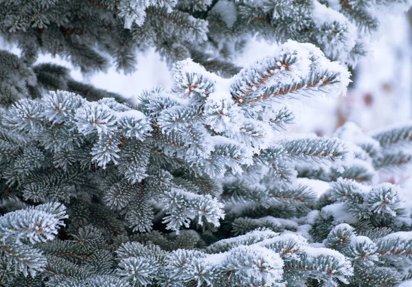 Jeune arbre à fourrure en hiver — Photo