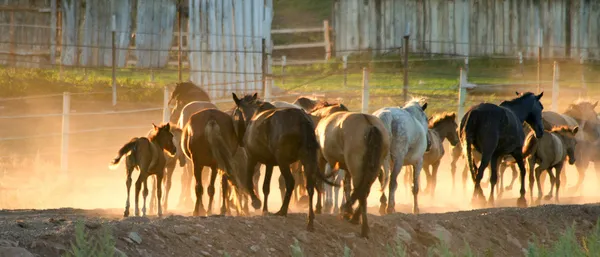 Les chevaux courent — Photo