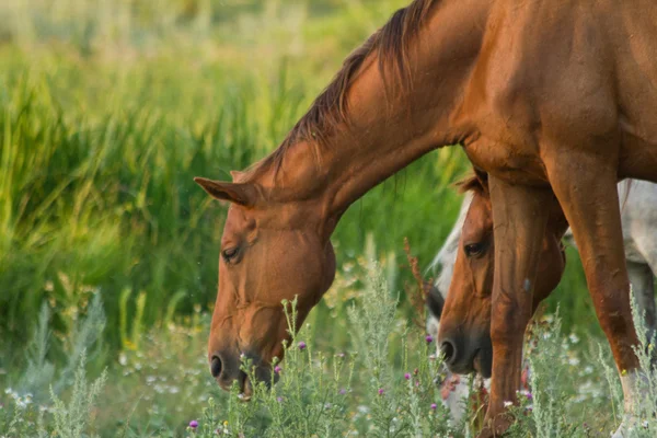 Hästar på äng — Stockfoto