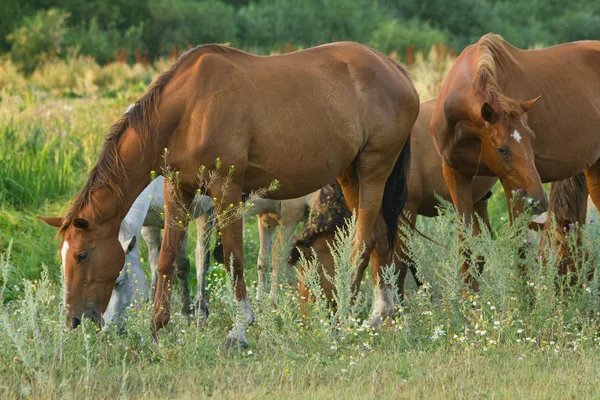 Many horses on meadow — Stock Photo, Image