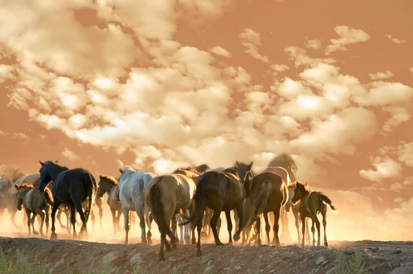 Cavalos correm na noite de verão — Fotografia de Stock