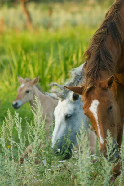 Caballos — Foto de Stock