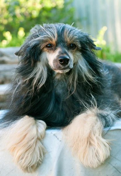 Chinês Cão Crested — Fotografia de Stock